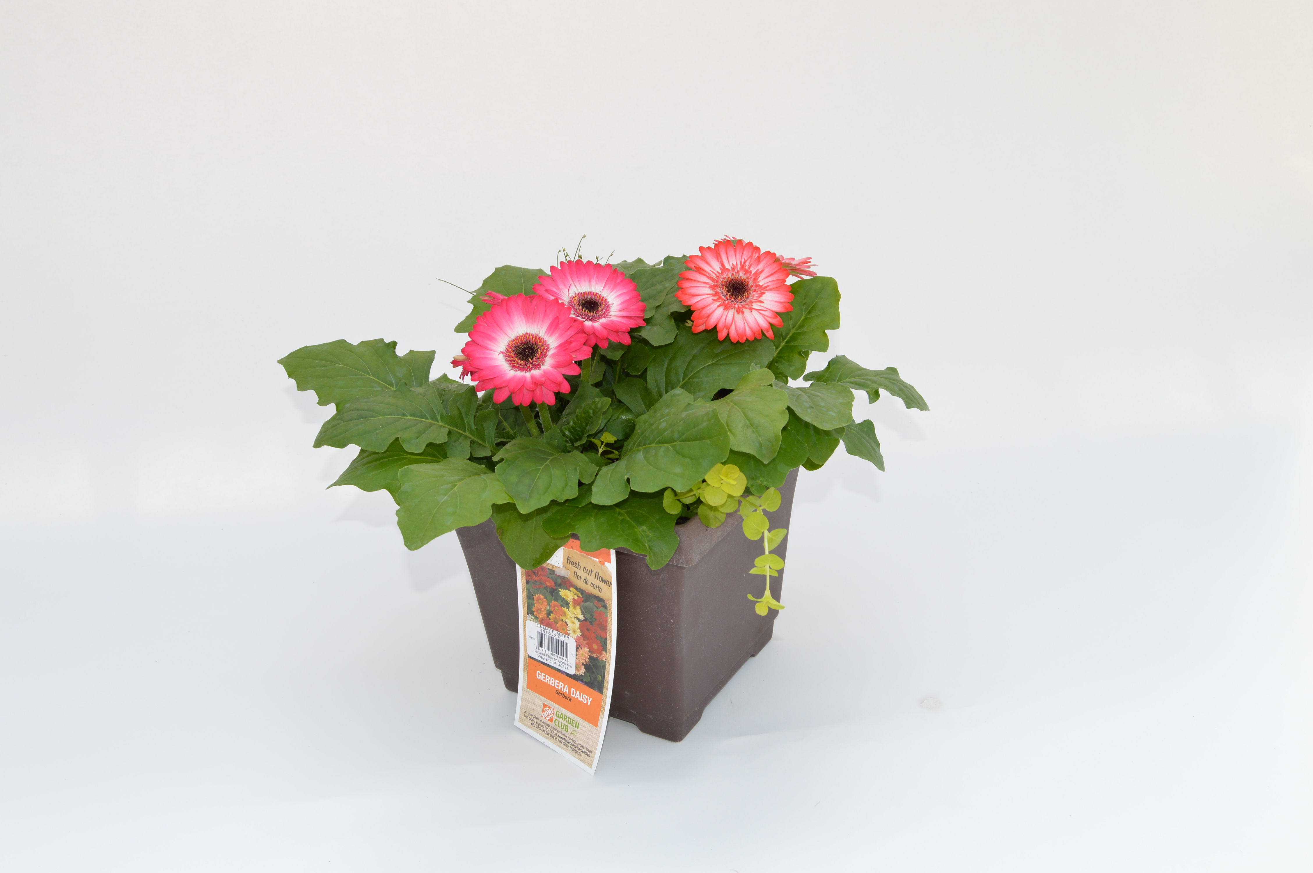 product-pics-4-30-037-grand-flower-growers