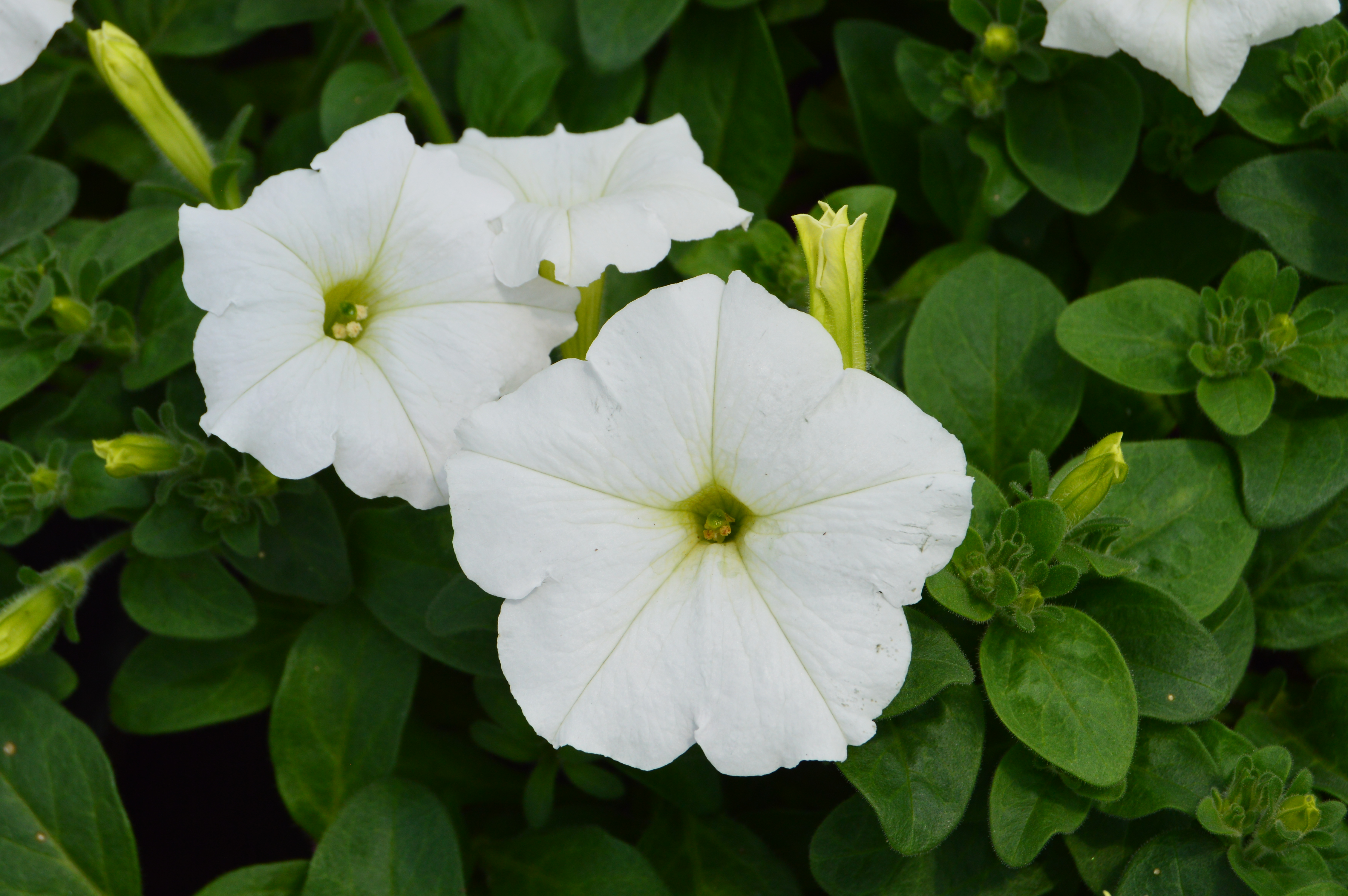 dsc-0237-grand-flower-growers